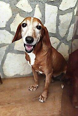 Herzenshund Anou, lieb