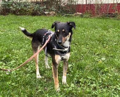 Terrier-Mix Cindy, 2 J.