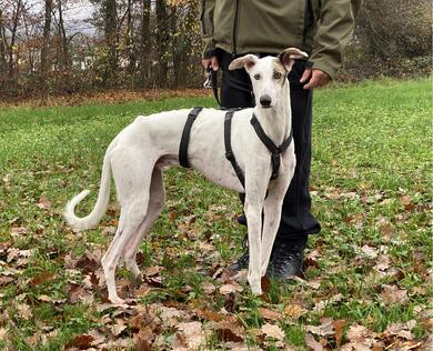 sanfter, herzensguter Galgo, 4 J.