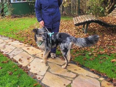 hbscher, verspielter Wuschel 2J.