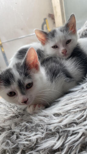 Zwei Wei� graue kitten abzugeben