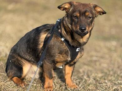 Ruhiger, sanfter Schatz Jimmy, 1,5 J., 37cm, 13kg, sucht liebevolle Menschen