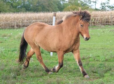 Islandpony Stute 5 J., roh