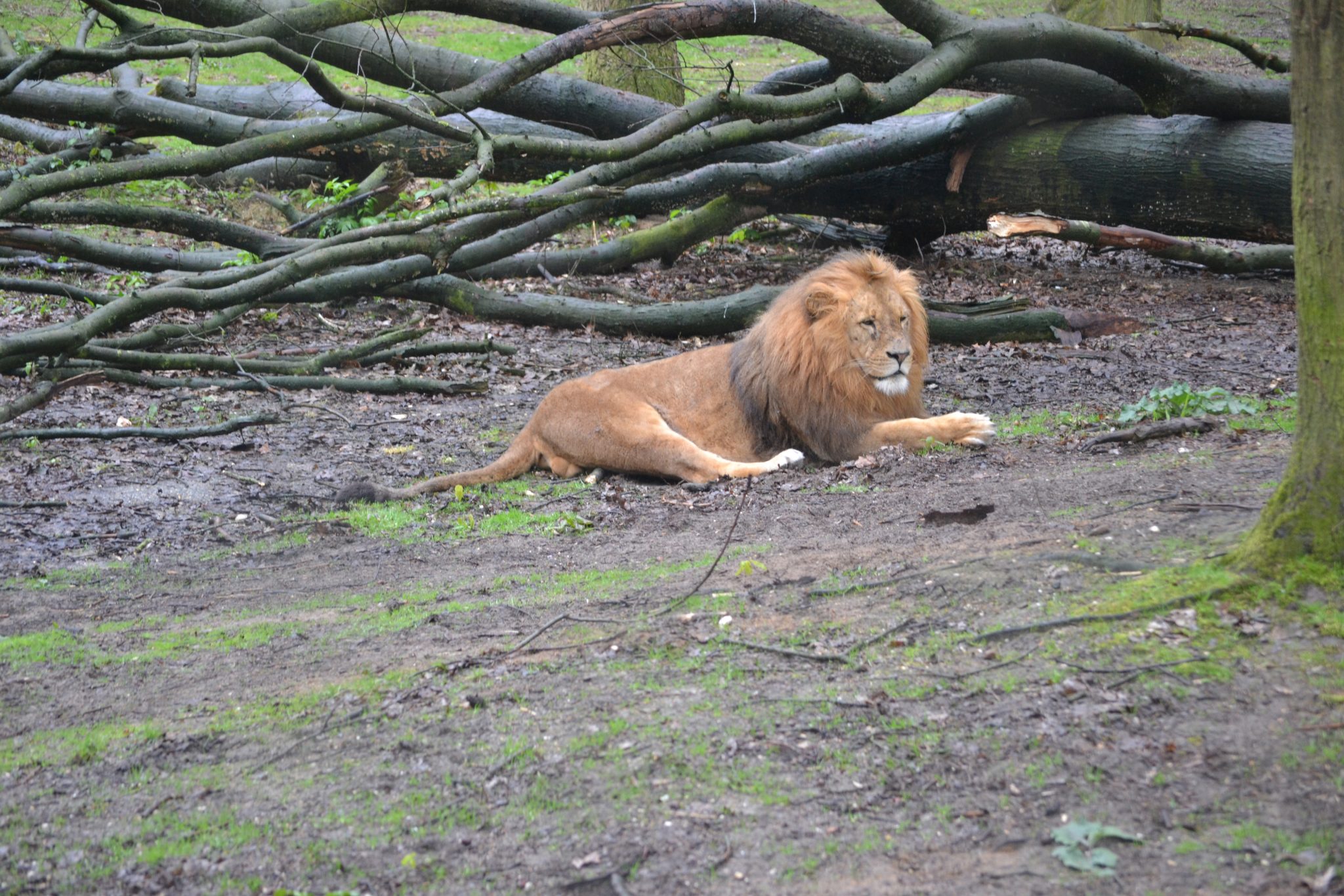 Alte neue Erinnerungen: Burgers Zoo in Arnheim - DSC 0134