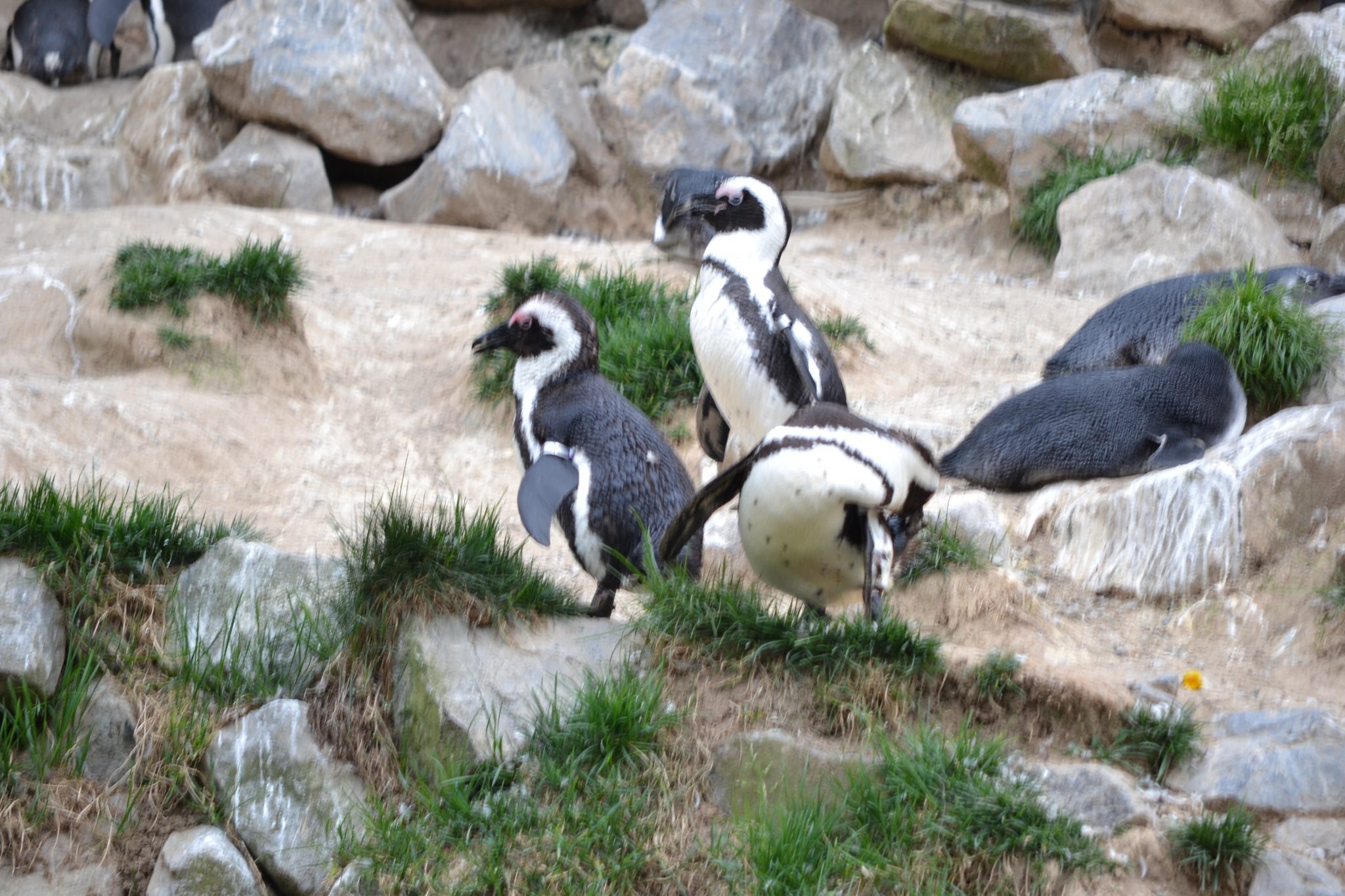 Alte neue Erinnerungen: Burgers Zoo in Arnheim - DSC 0005