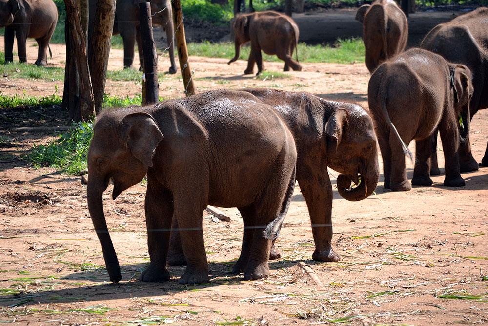 Travel Tip: Sri Lanka Rundreise - Yala 3