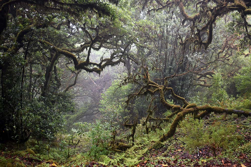 Die 5 schönsten Wanderungen auf Madeira