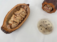 Aus der Kakaofrucht werden die Zellen extrahiert, die für das Wachstum der Bohnen verantwortlich sind.