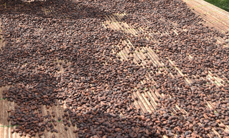 Trocknung von Kakaobohnen auf einer Farm in Ghana.