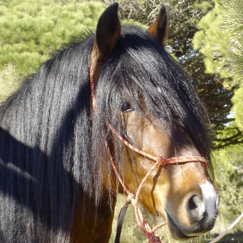 gemiddelde leeftijd paard