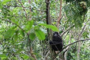 Ouganda 1 405