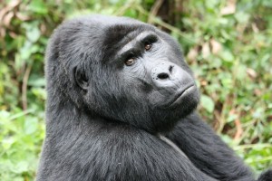 Ouganda 1 451