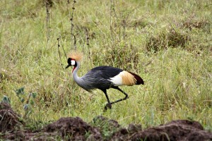 Ouganda grue couronnée