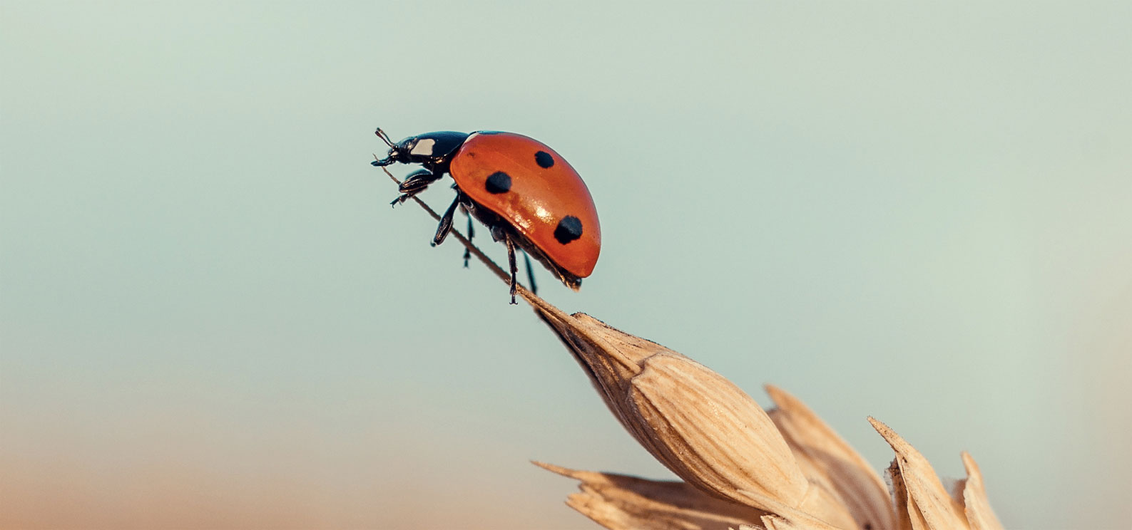 2cm Macro Photography