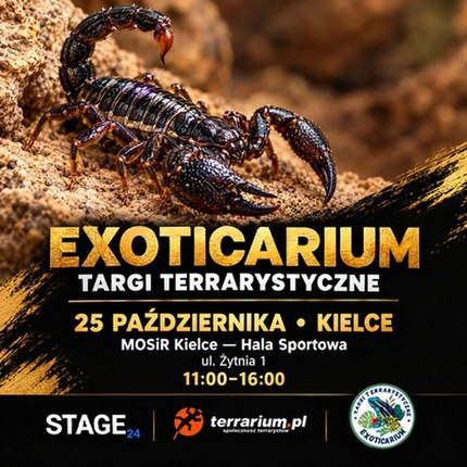 Exoticarium | KIELCE | Wystawa pająków
