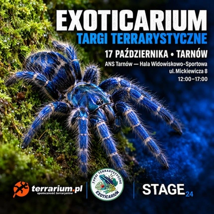 Exoticarium | TARNÓW | Wystawa pająków