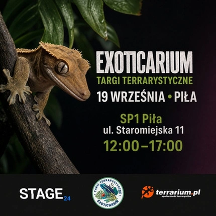 Exoticarium | PIŁA | Wystawa pająków