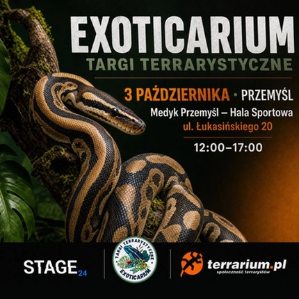 Exoticarium | PRZEMYŚL | Wystawa pająków
