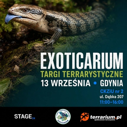 Exoticarium | GDYNIA | Wystawa pająków