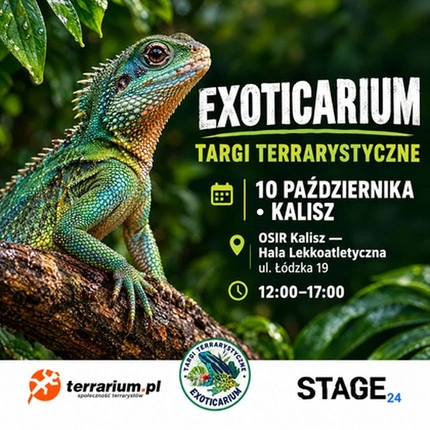 Exoticarium | KALISZ | Wystawa pająków
