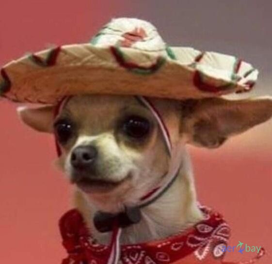 109-A816-04-119 - AFT LITTER BOARD MOUNT - Condition SV