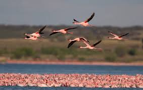 max217 - description - Condition NE