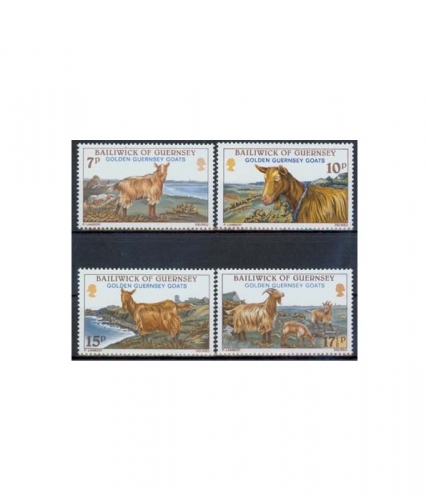 Guernsey 209/12 ** Guernsey-Ziegen
