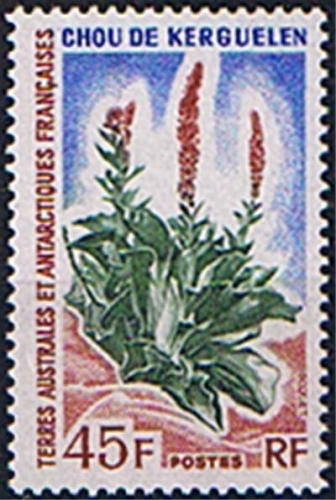 Französische Gebiete Antarktis 81 ** Antarktische Pflanze
