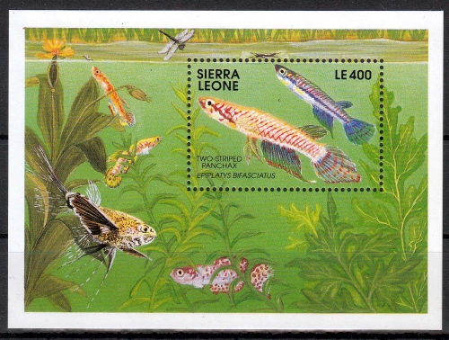 Sierra Leone MiNr. Bl. 165 ** Fische