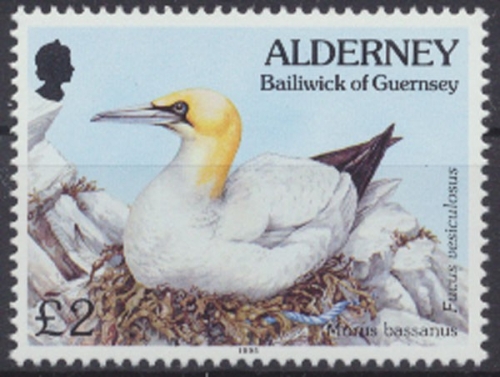 Alderney, Vögel, MiNr. 82, postfrisch