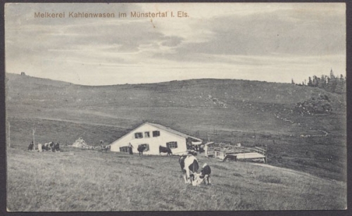 Kahlenwasen, im Münstertal, Melkerei