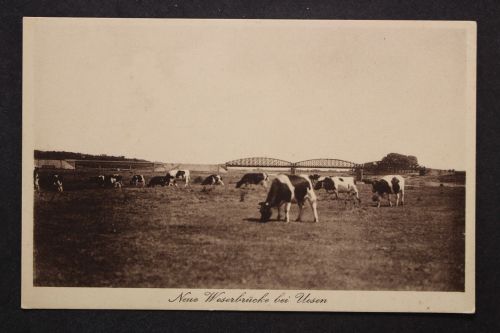 Achim Uesen, neue Weserbrücke, grasende Kühe