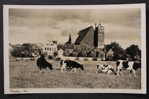 Verden, Aller, Dom, Weide Kühe