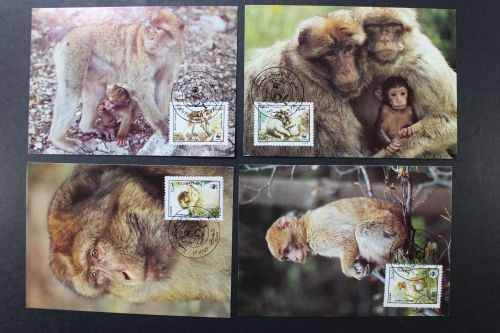 Algerien, MiNr. 972-975, Maximumkarten