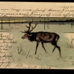 Schwerkranker Hirsch im Winter