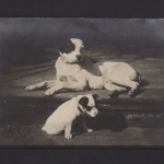 Hunde