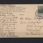 Mädchen am Rosenbusch