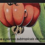 Madeira, MiNr. MH 11, ESST