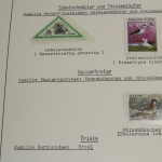 Motivsammlung Vögel, große selbstgestaltete Sammlung