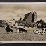 Verden, Aller, Dom, Weide Kühe