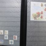 Ukraine 1918-2021 + Westukraine, Sammlung in 5 Alben