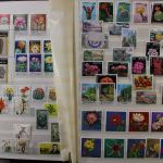 Motivsammlung "Kakteen"