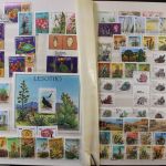 Motivsammlung "Kakteen"