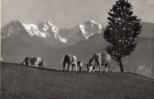 Alpweide mit Eiger, Mönch und Jungfrau ngl F9234