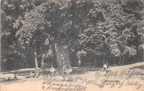 Wiesbaden Trauereiche feldpgl1915 300.705
