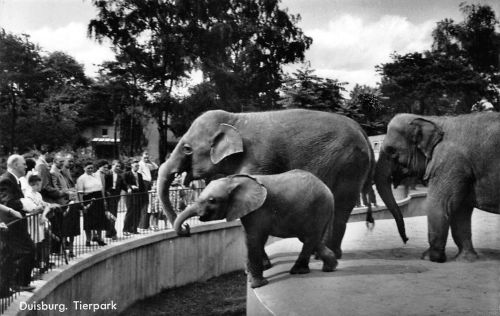 Duisburg Tierpark ngl 301.600