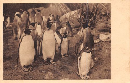 Motiv Tiere Pinguine Zoo Hagenbecks Tierpark Hamburg ngl 301.790