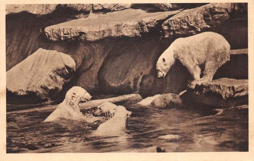 Motiv Tiere Eisbären Zoo Hagenbecks Tierpark Hamburg ngl 301.791