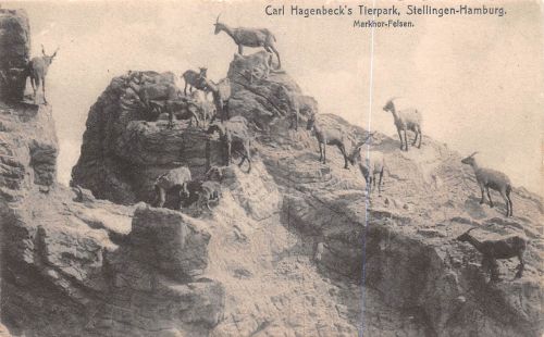 Motiv Tiere Zoo Markhor-Felsen Hagenbecks Tierpark Hamburg ngl 301.793