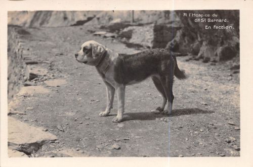 Motiv Tiere Hunde Bernardiner Schweiz Fotokarte ngl 301.794